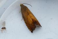 Pammene aurita