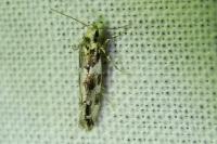 Parachronistis albiceps