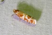 Rhyacionia pinicolana