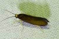 Roeslerstammia erxlebella