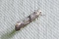 Swammerdamia