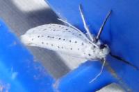 Yponomeuta evonymella