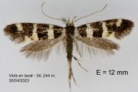 Denisia luctuosella