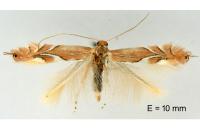 Phyllonorycter endryella