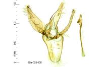 Phyllonorycter endryella