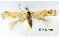 Elachista subocellea
