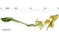 Elachista subocellea