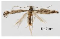 Metriochroa latifoliella
