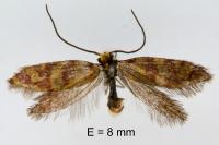 Micropterix tunbergella