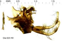 Micropterix tunbergella