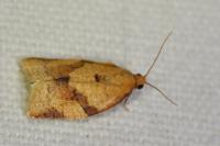 Clepsis consimilana