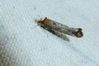 Pseudoswammerdamia combinella