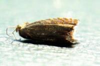 Dichrorampha aeratana