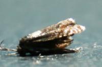 Dichrorampha aeratana