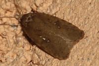 Agonopterix heracliana