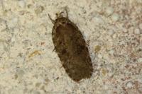 Agonopterix heracliana