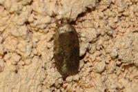 Agonopterix heracliana