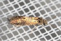Dyseriocrania subpurpurella