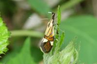 Alabonia geoffrella