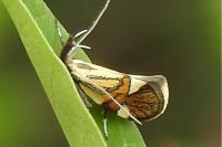 Alabonia geoffrella