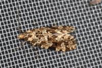 Montescardia tessulatella