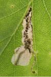 Eriocrania salopiella