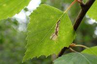 Eriocrania salopiella