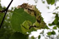 Heringocrania unimaculella