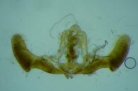 Epiblema costipunctana