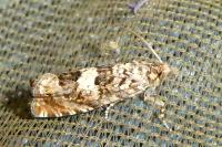 Epiblema costipunctana