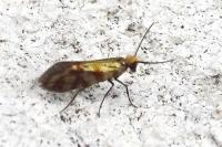 Micropterix tunbergella
