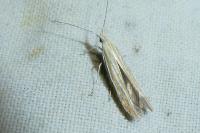 Coleophora brunneosignata