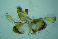 Coleophora brunneosignata