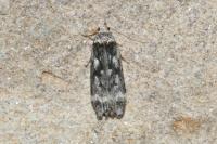 Anacampsis blattariella/populella