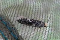 Monopis weaverella