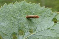 Coleophora serratella