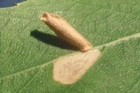 Coleophora serratella