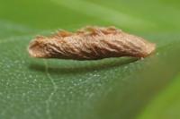 Coleophora serratella