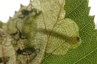 Eriocrania salopiella