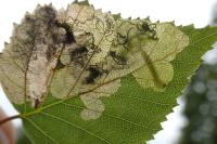 Eriocrania salopiella