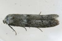 Blastobasis