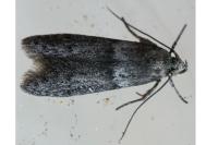 Blastobasis