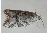 Cnephasia