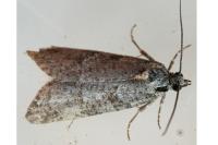 Cnephasia