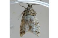 Isotrias rectifasciana