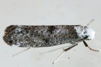 Paraswammerdamia albicapitella