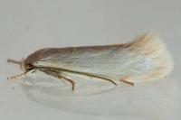 Elachista