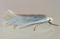 Elachista