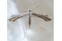 Emmelina monodactyla