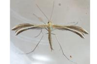 Merrifieldia malacodactyla